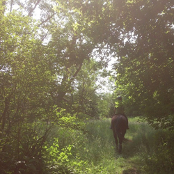 horse photo