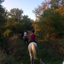 horse photo