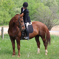 horse photo