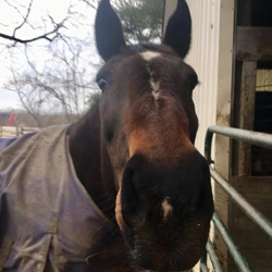 horse photo