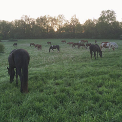 horse photo