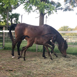 horse photo