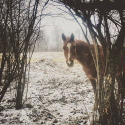 horse photo