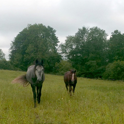 horse photo