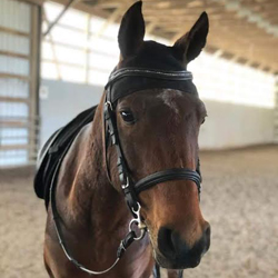 horse photo
