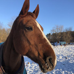 horse photo