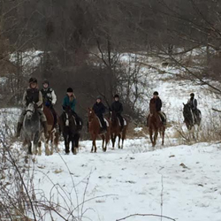 horse photo