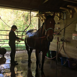 horse photo