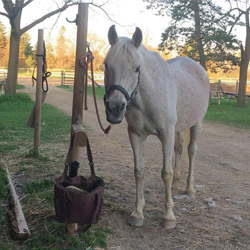 horse photo