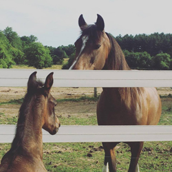horse photo