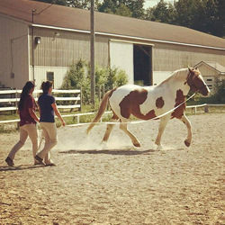 horse photo