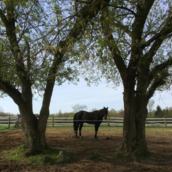 horse photo