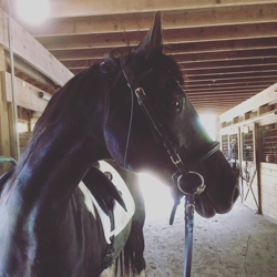 horse photo