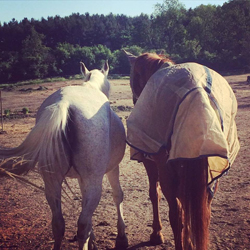 horse photo