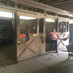 horse photo