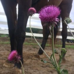 horse photo