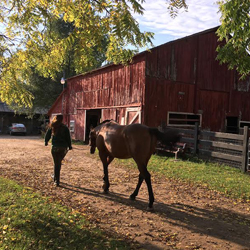 horse photo